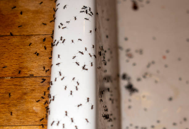 Best Local Pest Control Services  in Whitefish, MT